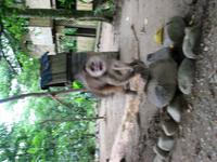 126_2640.JPG(1046692 bytes) -- Canon-Canon PowerShot G3,  2004:03:27 11:57:08,  [2272 x 1704],  fl=N,  f= 7.2mm  (35mm equivalent: 36mm),  exptime=0.067 s  (1/15),  f/3.5