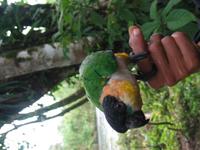 126_2646.JPG(771780 bytes) -- Canon-Canon PowerShot G3,  2004:03:27 12:01:11,  [2272 x 1704],  fl=N,  f=10.2mm  (35mm equivalent: 52mm),  exptime=0.020 s  (1/50),  f/3.2