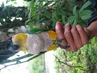 126_2647.JPG(801257 bytes) -- Canon-Canon PowerShot G3,  2004:03:27 12:01:14,  [2272 x 1704],  fl=N,  f=10.2mm  (35mm equivalent: 52mm),  exptime=0.020 s  (1/50),  f/2.5