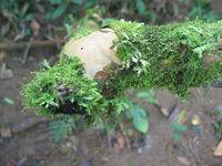 126_2660.JPG(1080420 bytes) -- Canon-Canon PowerShot G3,  2004:03:27 12:06:25,  [2272 x 1704],  fl=N,  f= 7.2mm  (35mm equivalent: 36mm),  exptime=0.100 s  (1/10),  f/2.0