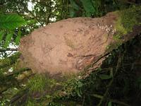 126_2661.JPG(1438605 bytes) -- Canon-Canon PowerShot G3,  2004:03:27 12:07:00,  [2272 x 1704],  fl=Y,  f= 7.2mm  (35mm equivalent: 36mm),  exptime=0.017 s  (1/60),  f/2.0