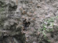 126_2663.JPG(1229518 bytes) -- Canon-Canon PowerShot G3,  2004:03:27 12:07:57,  [2272 x 1704],  fl=N,  f=28.8mm  (35mm equivalent: 146mm),  exptime=0.125 s  (1/8),  f/3.0