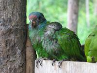 126_2672.JPG(1138130 bytes) -- Canon-Canon PowerShot G3,  2004:03:27 12:23:23,  [2272 x 1704],  fl=N,  f=25.1mm  (35mm equivalent: 127mm),  exptime=0.020 s  (1/50),  f/3.2