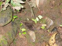 127_2703.JPG(1405664 bytes) -- Canon-Canon PowerShot G3,  2004:03:27 14:10:50,  [2272 x 1704],  fl=Y,  f=28.8mm  (35mm equivalent: 146mm),  exptime=0.017 s  (1/60),  f/3.0