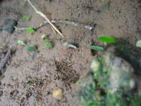 127_2707.JPG(1038265 bytes) -- Canon-Canon PowerShot G3,  2004:03:27 14:13:02,  [2272 x 1704],  fl=N,  f= 8.0mm  (35mm equivalent: 40mm),  exptime=0.033 s  (1/30),  f/2.2