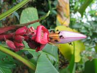 127_2708.JPG(813587 bytes) -- Canon-Canon PowerShot G3,  2004:03:27 14:23:06,  [2272 x 1704],  fl=N,  f=17.6mm  (35mm equivalent: 89mm),  exptime=0.017 s  (1/60),  f/4.0