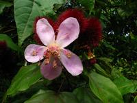 127_2732.JPG(907251 bytes) -- Canon-Canon PowerShot G3,  2004:03:27 17:01:44,  [2272 x 1704],  fl=N,  f= 7.2mm  (35mm equivalent: 36mm),  exptime=0.017 s  (1/60),  f/8.0