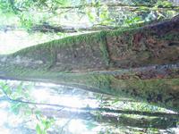 127_2737.JPG(1354436 bytes) -- Canon-Canon PowerShot G3,  2004:03:27 17:28:17,  [2272 x 1704],  fl=N,  f= 7.2mm  (35mm equivalent: 36mm),  exptime=0.200 s  (1/5),  f/2.0