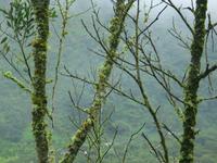 126_2603.JPG(1053306 bytes) -- Canon-Canon PowerShot G3,  2004:03:27 08:49:27,  [2272 x 1704],  fl=N,  f=28.8mm  (35mm equivalent: 146mm),  exptime=0.020 s  (1/50),  f/3.0