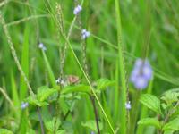 126_2628.JPG(830965 bytes) -- Canon-Canon PowerShot G3,  2004:03:27 11:32:58,  [2272 x 1704],  fl=N,  f=25.1mm  (35mm equivalent: 127mm),  exptime=0.0063 s  (1/160),  f/4.0