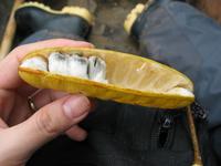 127_2702.JPG(793108 bytes) -- Canon-Canon PowerShot G3,  2004:03:27 14:05:01,  [2272 x 1704],  fl=N,  f= 7.2mm  (35mm equivalent: 36mm),  exptime=0.0020 s  (1/500),  f/4.0