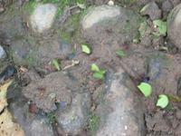 127_2704.JPG(1033716 bytes) -- Canon-Canon PowerShot G3,  2004:03:27 14:10:59,  [2272 x 1704],  fl=N,  f=28.8mm  (35mm equivalent: 146mm),  exptime=0.050 s  (1/20),  f/3.0