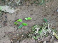 127_2705.JPG(1099707 bytes) -- Canon-Canon PowerShot G3,  2004:03:27 14:11:08,  [2272 x 1704],  fl=N,  f=28.8mm  (35mm equivalent: 146mm),  exptime=0.067 s  (1/15),  f/3.0