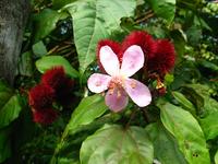 127_2731.JPG(998884 bytes) -- Canon-Canon PowerShot G3,  2004:03:27 17:01:03,  [2272 x 1704],  fl=N,  f= 7.2mm  (35mm equivalent: 36mm),  exptime=0.0100 s  (1/100),  f/4.0