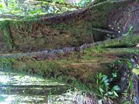 127_2736.JPG(1528509 bytes) -- Canon-Canon PowerShot G3,  2004:03:27 17:28:07,  [2272 x 1704],  fl=N,  f= 7.2mm  (35mm equivalent: 36mm),  exptime=0.200 s  (1/5),  f/2.0