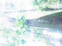 127_2738.JPG(1082935 bytes) -- Canon-Canon PowerShot G3,  2004:03:27 17:28:33,  [2272 x 1704],  fl=N,  f= 7.2mm  (35mm equivalent: 36mm),  exptime=0.200 s  (1/5),  f/2.0