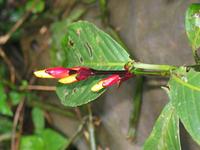 127_2748.JPG(816071 bytes) -- Canon-Canon PowerShot G3,  2004:03:27 17:47:00,  [2272 x 1704],  fl=Y,  f=20.7mm  (35mm equivalent: 105mm),  exptime=0.017 s  (1/60),  f/2.8