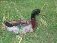 137_3793.JPG(1442282 bytes) -- Canon-Canon PowerShot G3,  2004:06:04 08:24:55,  [2272 x 1704],  fl=Y,  f=28.8mm  (35mm equivalent: 146mm),  exptime=0.017 s  (1/60),  f/3.0