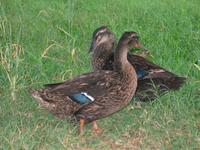 137_3794.JPG(1408725 bytes) -- Canon-Canon PowerShot G3,  2004:06:04 08:25:03,  [2272 x 1704],  fl=Y,  f=28.8mm  (35mm equivalent: 146mm),  exptime=0.017 s  (1/60),  f/3.0