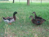 137_3795.JPG(1487292 bytes) -- Canon-Canon PowerShot G3,  2004:06:04 08:25:17,  [2272 x 1704],  fl=Y,  f=14.4mm  (35mm equivalent: 73mm),  exptime=0.017 s  (1/60),  f/2.5