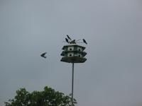 137_3797.JPG(662893 bytes) -- Canon-Canon PowerShot G3,  2004:06:04 08:28:31,  [2272 x 1704],  fl=N,  f=28.8mm  (35mm equivalent: 146mm),  exptime=0.0040 s  (1/250),  f/4.0