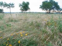 137_3798.JPG(1732004 bytes) -- Canon-Canon PowerShot G3,  2004:06:04 08:29:42,  [2272 x 1704],  fl=N,  f= 7.2mm  (35mm equivalent: 36mm),  exptime=0.020 s  (1/50),  f/3.5