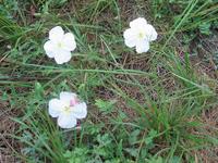 137_3799.JPG(1707985 bytes) -- Canon-Canon PowerShot G3,  2004:06:04 08:29:59,  [2272 x 1704],  fl=N,  f= 7.2mm  (35mm equivalent: 36mm),  exptime=0.020 s  (1/50),  f/2.8