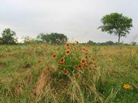 137_3800.JPG(1401716 bytes) -- Canon-Canon PowerShot G3,  2004:06:04 08:30:09,  [2272 x 1704],  fl=N,  f= 7.2mm  (35mm equivalent: 36mm),  exptime=0.017 s  (1/60),  f/4.0