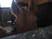 138_3802.JPG(743409 bytes) -- Canon-Canon PowerShot G3,  2004:06:04 08:34:04,  [2272 x 1704],  fl=N,  f= 7.2mm  (35mm equivalent: 36mm),  exptime=0.125 s  (1/8),  f/2.0