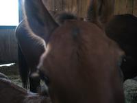 138_3804.JPG(790970 bytes) -- Canon-Canon PowerShot G3,  2004:06:04 08:34:20,  [2272 x 1704],  fl=N,  f= 7.2mm  (35mm equivalent: 36mm),  exptime=0.125 s  (1/8),  f/2.0