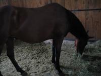 138_3805.JPG(911268 bytes) -- Canon-Canon PowerShot G3,  2004:06:04 08:38:45,  [2272 x 1704],  fl=N,  f= 7.2mm  (35mm equivalent: 36mm),  exptime=0.125 s  (1/8),  f/2.0