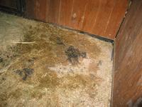 138_3808.JPG(1249881 bytes) -- Canon-Canon PowerShot G3,  2004:06:04 08:39:33,  [2272 x 1704],  fl=Y,  f= 7.2mm  (35mm equivalent: 36mm),  exptime=0.017 s  (1/60),  f/2.0