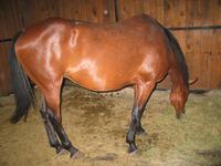 138_3809.JPG(1276880 bytes) -- Canon-Canon PowerShot G3,  2004:06:04 08:39:54,  [2272 x 1704],  fl=Y,  f= 7.2mm  (35mm equivalent: 36mm),  exptime=0.017 s  (1/60),  f/2.0