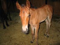 138_3811.JPG(1162650 bytes) -- Canon-Canon PowerShot G3,  2004:06:04 08:40:18,  [2272 x 1704],  fl=Y,  f= 7.2mm  (35mm equivalent: 36mm),  exptime=0.017 s  (1/60),  f/2.0