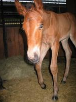 138_3812.JPG(1195175 bytes) -- Canon-Canon PowerShot G3,  2004:06:04 08:40:32,  [2272 x 1704],  fl=Y,  f= 7.2mm  (35mm equivalent: 36mm),  exptime=0.017 s  (1/60),  f/2.0