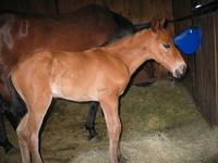 138_3815.JPG(1187734 bytes) -- Canon-Canon PowerShot G3,  2004:06:04 08:41:34,  [2272 x 1704],  fl=Y,  f= 7.2mm  (35mm equivalent: 36mm),  exptime=0.017 s  (1/60),  f/2.0