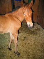 138_3819.JPG(1311761 bytes) -- Canon-Canon PowerShot G3,  2004:06:04 08:44:01,  [2272 x 1704],  fl=Y,  f= 7.2mm  (35mm equivalent: 36mm),  exptime=0.017 s  (1/60),  f/2.0