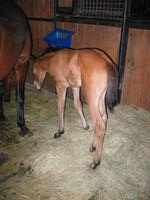 138_3821.JPG(1283453 bytes) -- Canon-Canon PowerShot G3,  2004:06:04 08:44:39,  [2272 x 1704],  fl=Y,  f= 7.2mm  (35mm equivalent: 36mm),  exptime=0.017 s  (1/60),  f/2.0