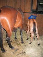 138_3822.JPG(1301813 bytes) -- Canon-Canon PowerShot G3,  2004:06:04 08:44:48,  [2272 x 1704],  fl=Y,  f= 7.2mm  (35mm equivalent: 36mm),  exptime=0.017 s  (1/60),  f/2.0