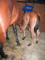 138_3823.JPG(1470319 bytes) -- Canon-Canon PowerShot G3,  2004:06:04 08:44:58,  [2272 x 1704],  fl=Y,  f= 7.2mm  (35mm equivalent: 36mm),  exptime=0.017 s  (1/60),  f/2.0