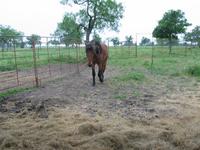 138_3824.JPG(1215064 bytes) -- Canon-Canon PowerShot G3,  2004:06:04 08:47:19,  [2272 x 1704],  fl=N,  f= 7.2mm  (35mm equivalent: 36mm),  exptime=0.020 s  (1/50),  f/4.0