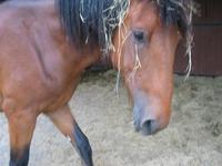 138_3825.JPG(848058 bytes) -- Canon-Canon PowerShot G3,  2004:06:04 08:47:58,  [2272 x 1704],  fl=N,  f= 7.2mm  (35mm equivalent: 36mm),  exptime=0.020 s  (1/50),  f/2.2