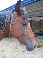 138_3826.JPG(979904 bytes) -- Canon-Canon PowerShot G3,  2004:06:04 08:48:51,  [2272 x 1704],  fl=N,  f= 7.2mm  (35mm equivalent: 36mm),  exptime=0.020 s  (1/50),  f/2.5