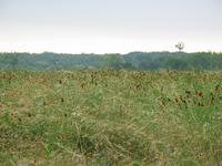 138_3827.JPG(1164371 bytes) -- Canon-Canon PowerShot G3,  2004:06:04 08:50:49,  [2272 x 1704],  fl=N,  f=28.8mm  (35mm equivalent: 146mm),  exptime=0.0080 s  (1/125),  f/4.0