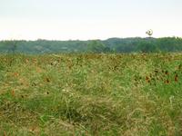 138_3828.JPG(1198390 bytes) -- Canon-Canon PowerShot G3,  2004:06:04 08:51:31,  [2272 x 1704],  fl=N,  f=28.8mm  (35mm equivalent: 146mm),  exptime=0.033 s  (1/30),  f/8.0