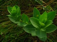 138_3831.JPG(831930 bytes) -- Canon-Canon PowerShot G3,  2004:06:04 09:06:08,  [2272 x 1704],  fl=N,  f= 7.2mm  (35mm equivalent: 36mm),  exptime=0.013 s  (1/80),  f/8.0