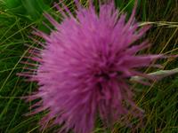 138_3832.JPG(828648 bytes) -- Canon-Canon PowerShot G3,  2004:06:04 09:06:16,  [2272 x 1704],  fl=N,  f= 7.2mm  (35mm equivalent: 36mm),  exptime=0.013 s  (1/80),  f/8.0