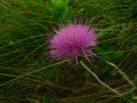 138_3833.JPG(862337 bytes) -- Canon-Canon PowerShot G3,  2004:06:04 09:06:26,  [2272 x 1704],  fl=N,  f= 7.2mm  (35mm equivalent: 36mm),  exptime=0.013 s  (1/80),  f/8.0