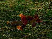 138_3834.JPG(1008533 bytes) -- Canon-Canon PowerShot G3,  2004:06:04 09:07:01,  [2272 x 1704],  fl=N,  f= 7.2mm  (35mm equivalent: 36mm),  exptime=0.013 s  (1/80),  f/8.0