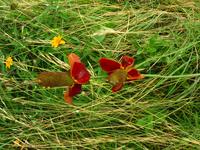 138_3835.JPG(1851309 bytes) -- Canon-Canon PowerShot G3,  2004:06:04 09:07:49,  [2272 x 1704],  fl=N,  f= 7.2mm  (35mm equivalent: 36mm),  exptime=0.040 s  (1/25),  f/8.0